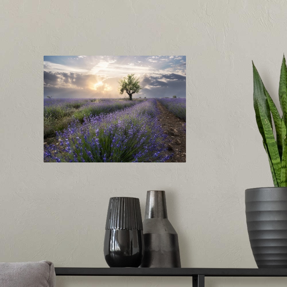A modern room featuring A small tree at the end of a lavender line in a field at sunset with clouds in the sky, Plateau d...