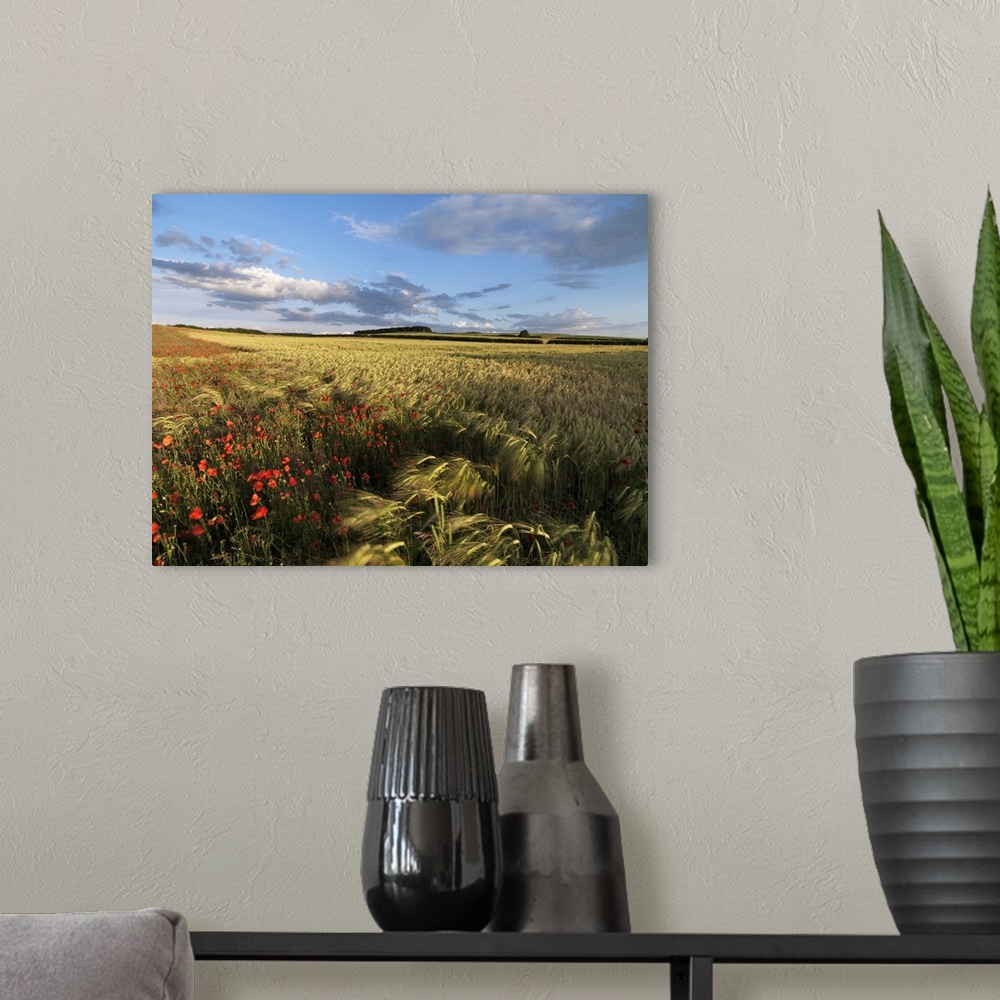 A modern room featuring A summer view of the countryside near Burnham Market, Norfolk, England, United Kingdom, Europe