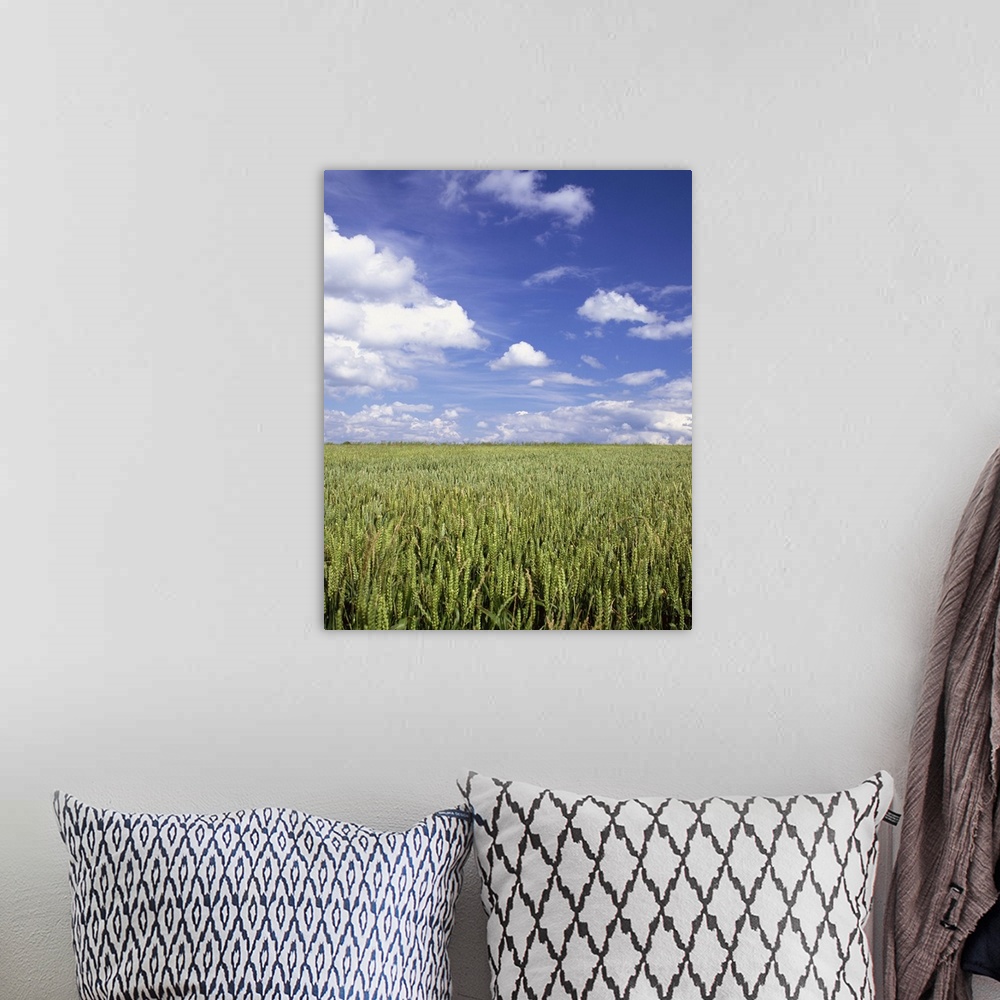 A bohemian room featuring A wheat field and blue sky with white clouds in England, UK