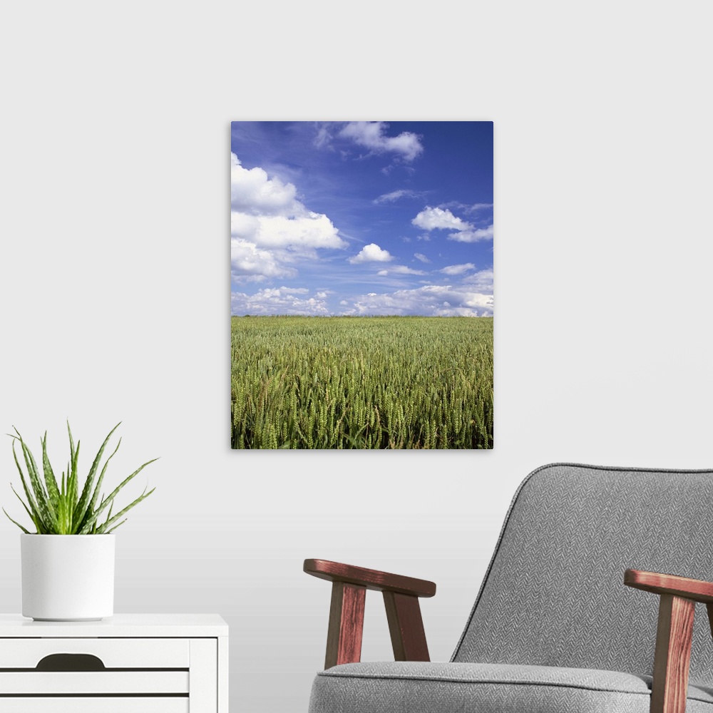 A modern room featuring A wheat field and blue sky with white clouds in England, UK