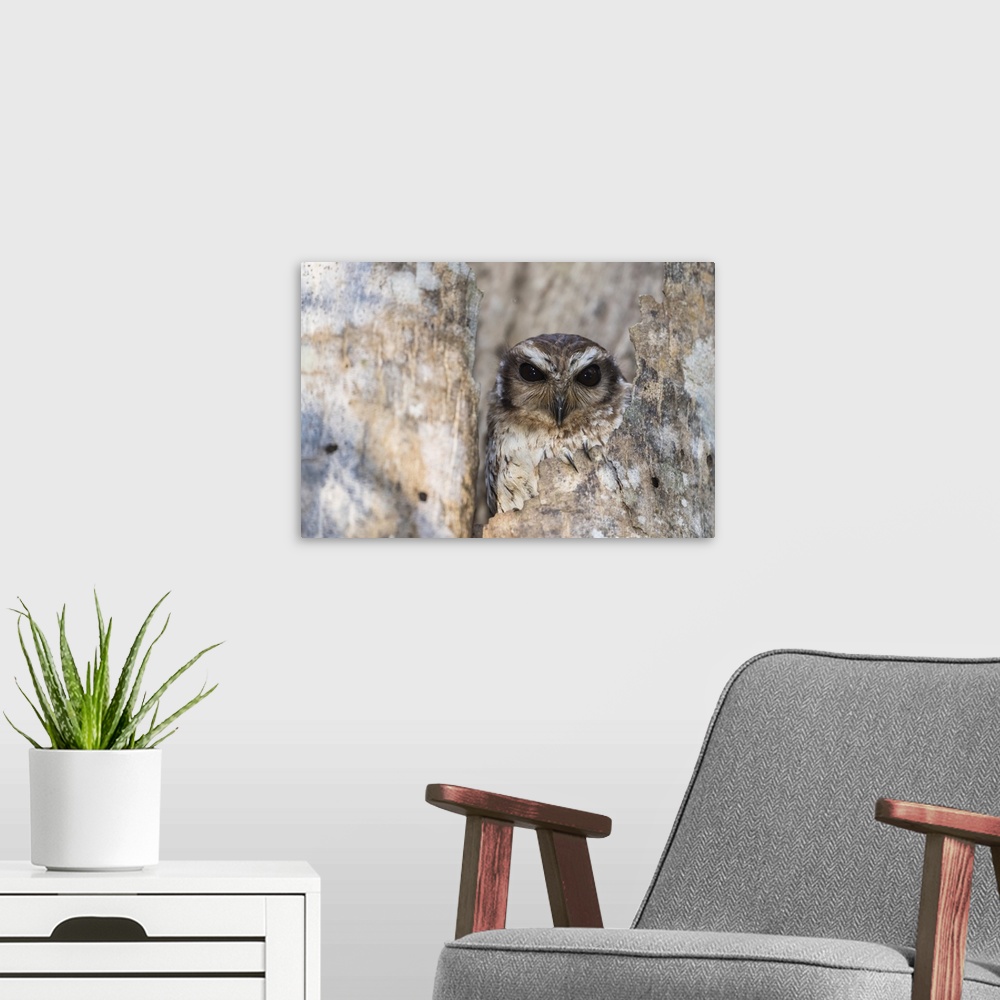 A modern room featuring A wild adult bare-legged owl, endemic to Cuba, Zapata National Park, Cuba, West Indies, Caribbean