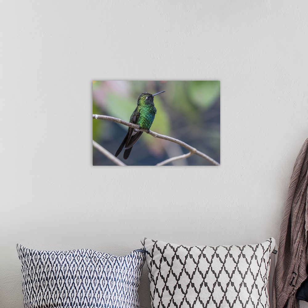 A bohemian room featuring A wild adult Cuban emerald hummingbird, Zapata National Park, Cuba, West Indies, Caribbean