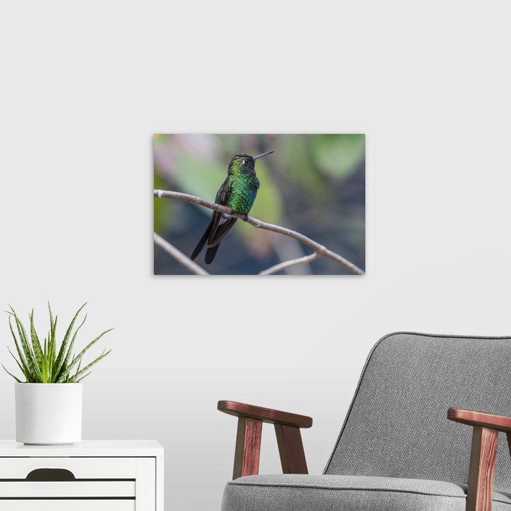 A modern room featuring A wild adult Cuban emerald hummingbird, Zapata National Park, Cuba, West Indies, Caribbean