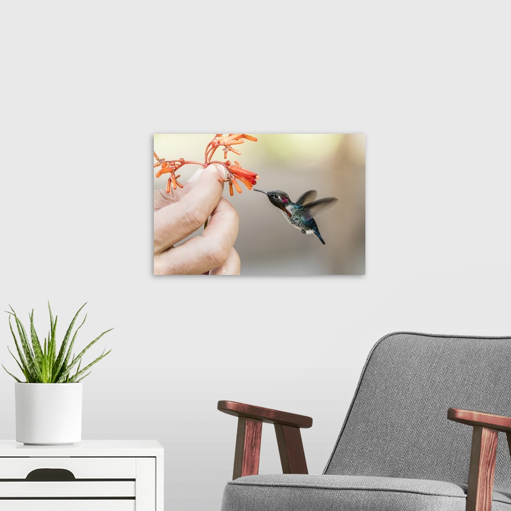 A modern room featuring A wild adult male bee hummingbird, attracted to hand-held flower near Playa Larga, Cuba, West Ind...