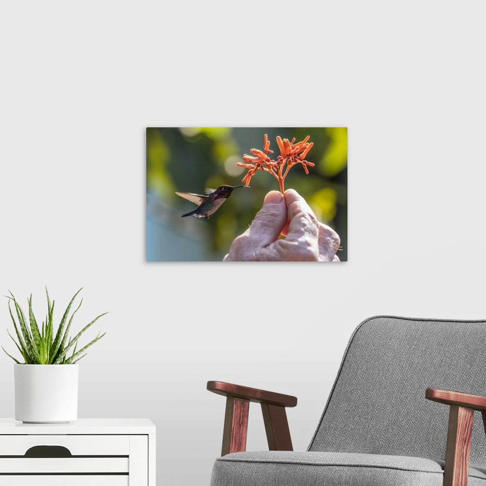 A modern room featuring A wild adult male bee hummingbird, attracted to hand-held flower near Playa Larga, Cuba, West Ind...