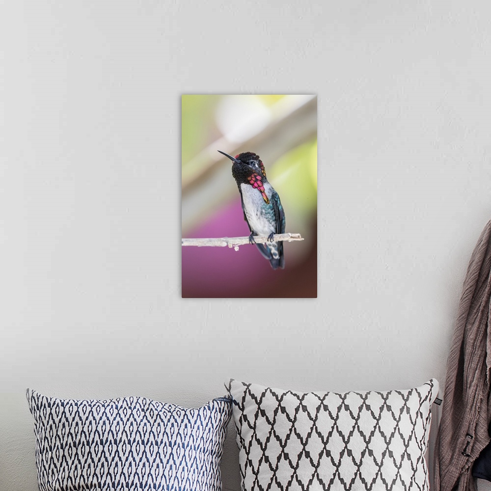 A bohemian room featuring A wild adult male bee hummingbird, displaying vivid coloration near Playa Larga, Cuba, West Indie...