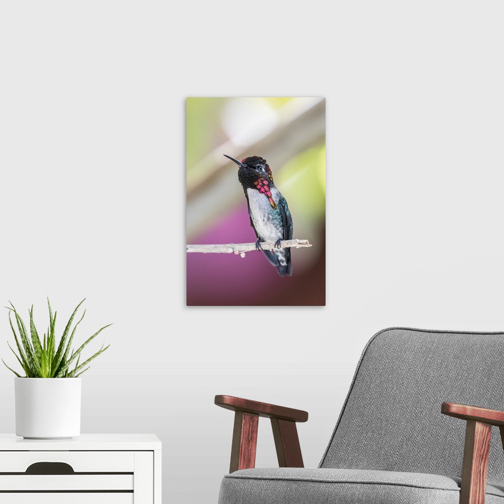 A modern room featuring A wild adult male bee hummingbird, displaying vivid coloration near Playa Larga, Cuba, West Indie...