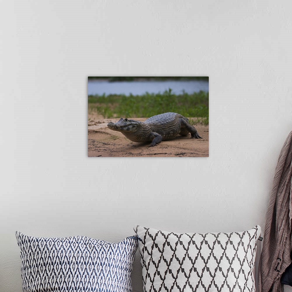A bohemian room featuring A Yacare caiman, on a river bank, Cuiaba river, Pantanal, Mato Grosso, Brazil