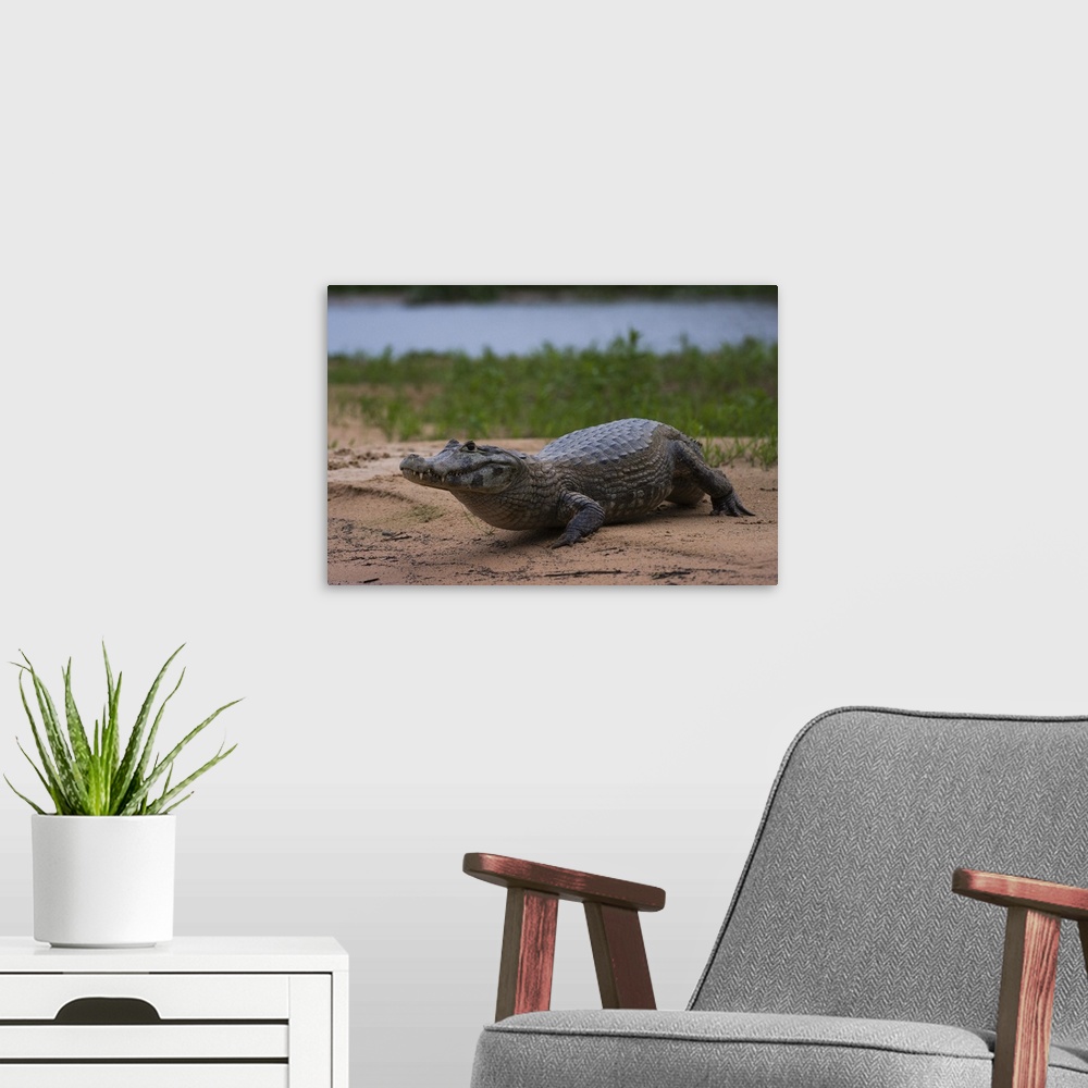 A modern room featuring A Yacare caiman, on a river bank, Cuiaba river, Pantanal, Mato Grosso, Brazil