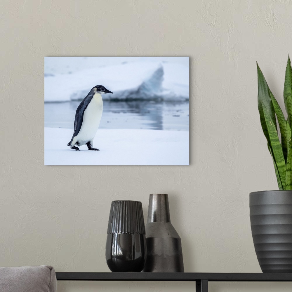 A modern room featuring A young emperor penguin (Aptenodytes forsteri) hauled out on the ice near Snow Hill Island, Wedde...