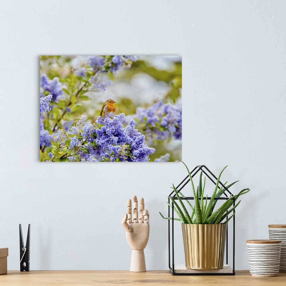 A bohemian room featuring A European robin (Erithacus rubecula) sitting amid the blue flowers of a Ceanothus tree, a member...