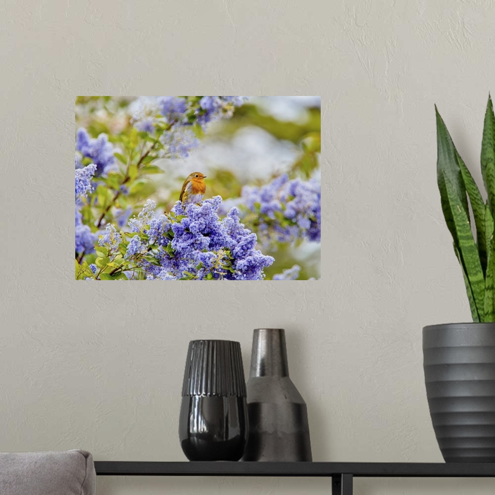A modern room featuring A European robin (Erithacus rubecula) sitting amid the blue flowers of a Ceanothus tree, a member...