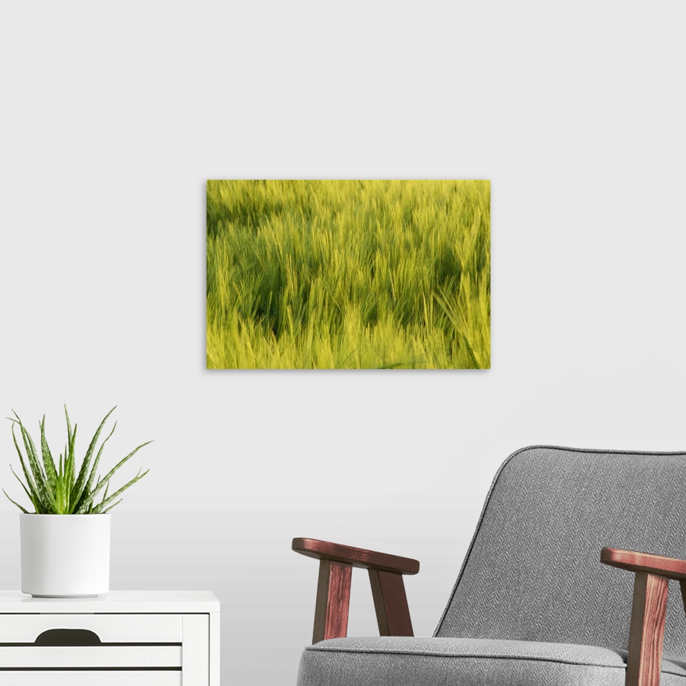 A modern room featuring Abstract close-up of young wheat crop