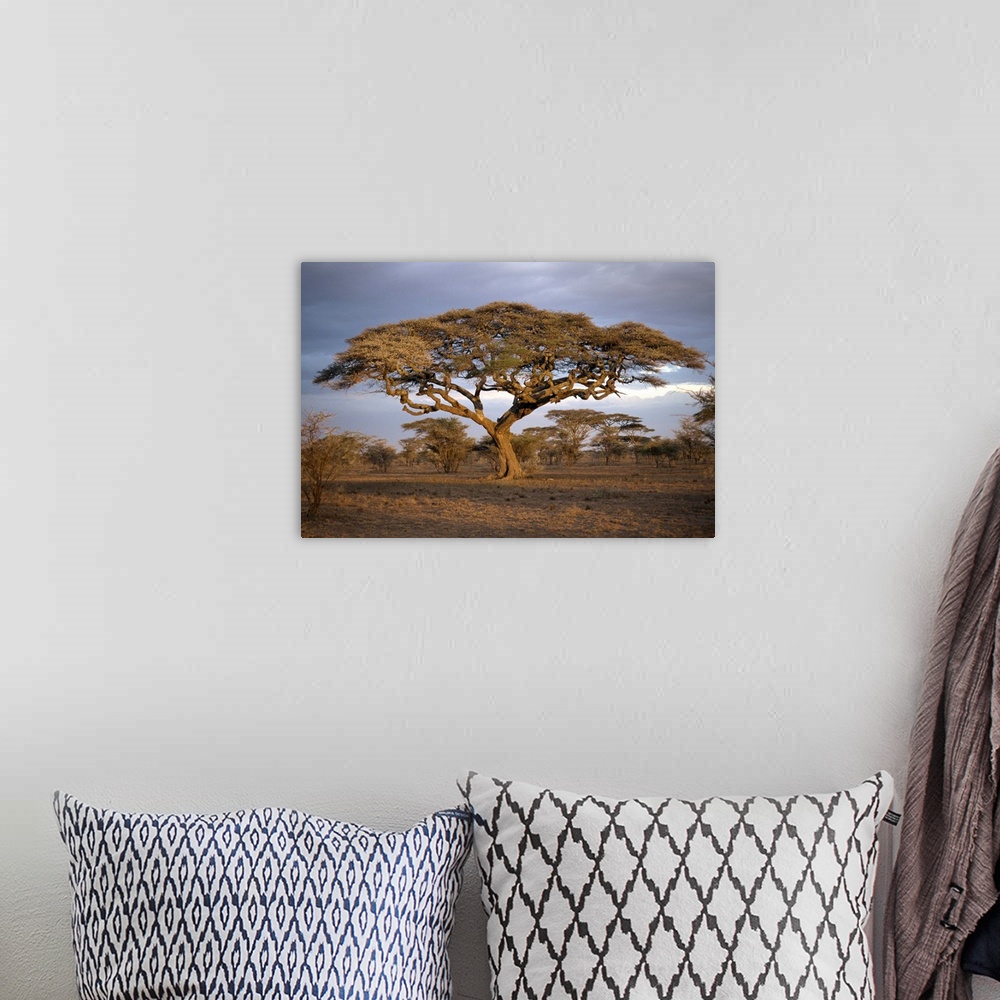 A bohemian room featuring Acacia tree (Acacia Tortilis), Serengeti, Tanzania, East Africa, Africa