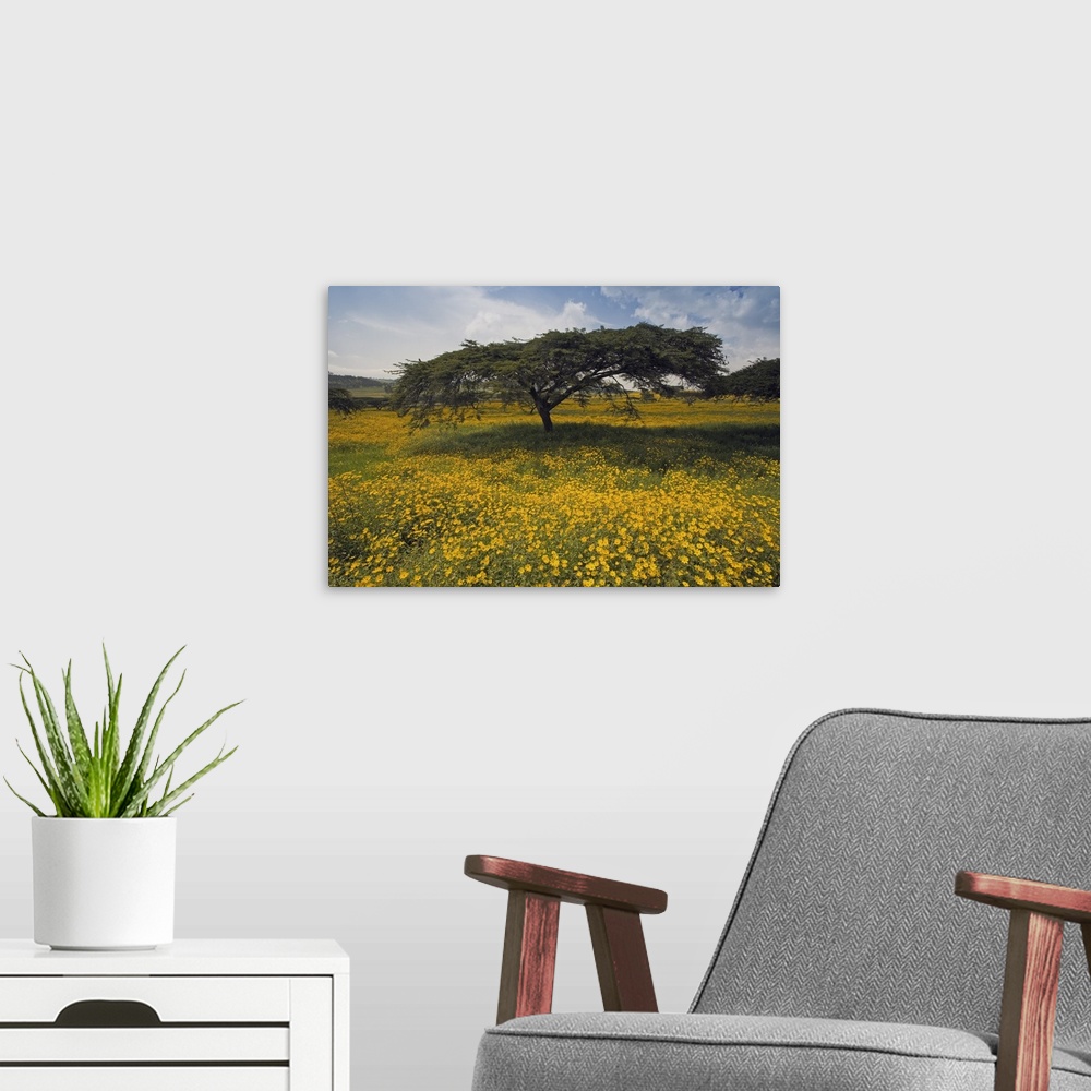 A modern room featuring Acacia tree and yellow Meskel flowers in bloom after the rains, Ethiopia, Africa