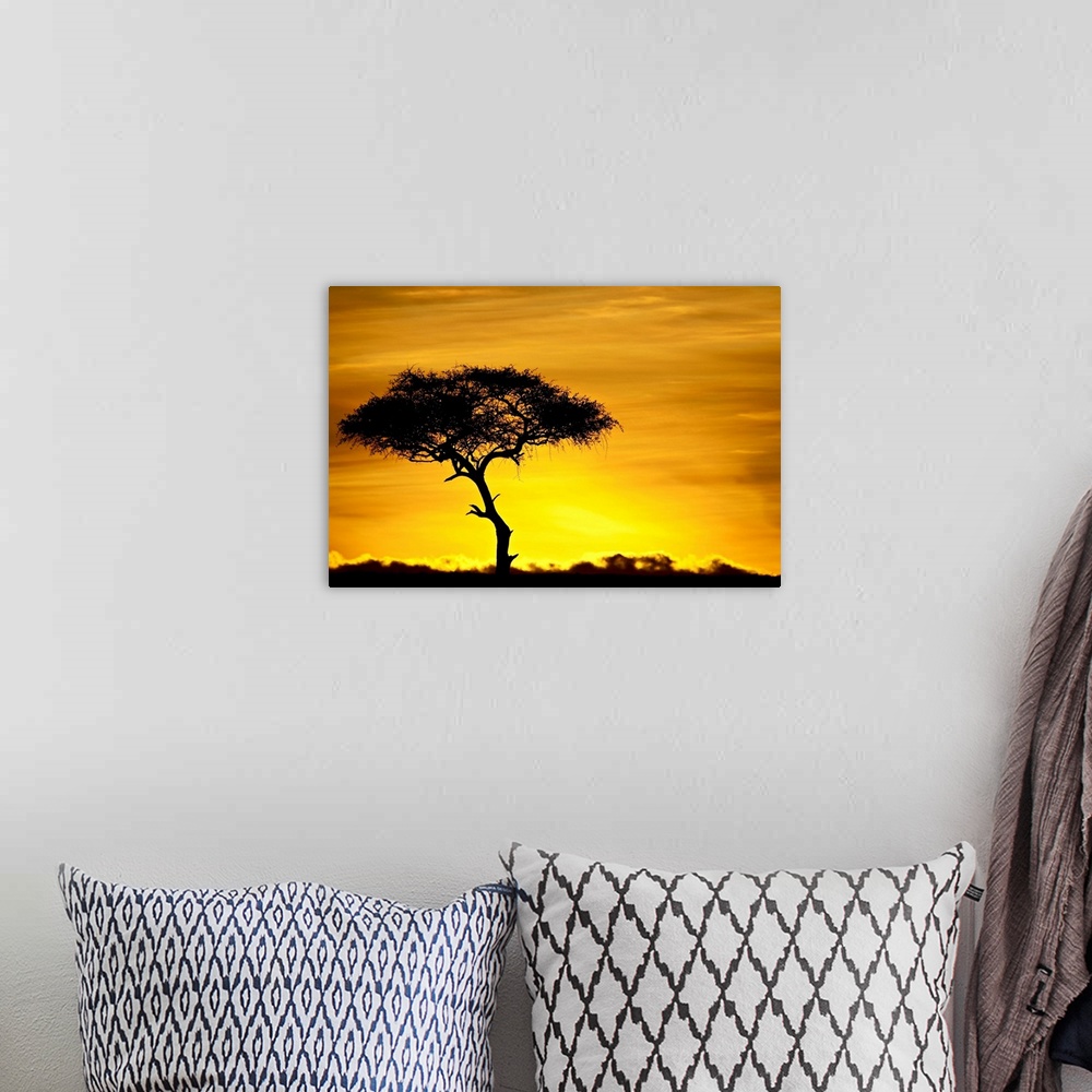 A bohemian room featuring Acacia tree at dawn, Masai Mara National Reserve, Kenya, East Africa, Africa