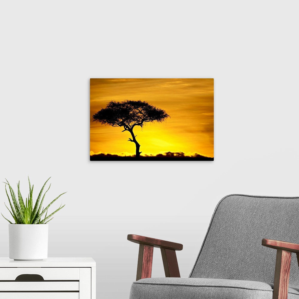 A modern room featuring Acacia tree at dawn, Masai Mara National Reserve, Kenya, East Africa, Africa