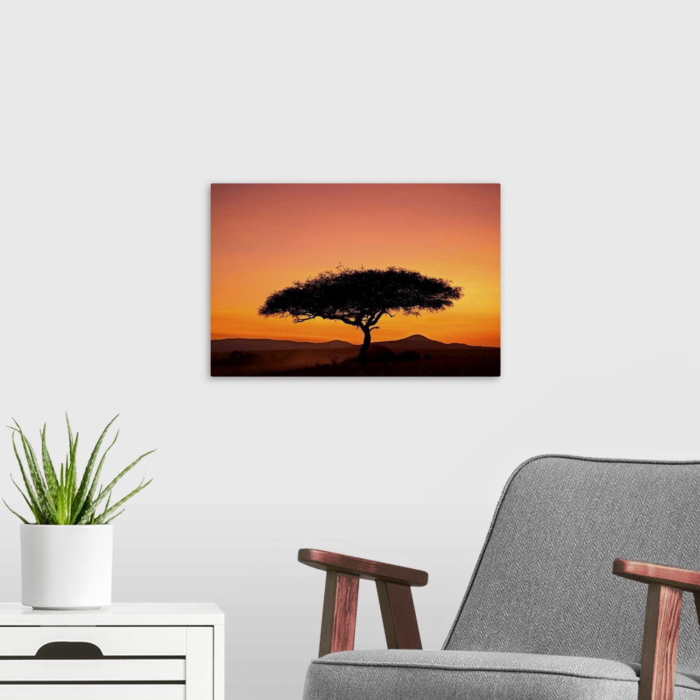 A modern room featuring Acacia tree silhouetted at dawn, Masai Mara Game Reserve, Kenya, East Africa, Africa