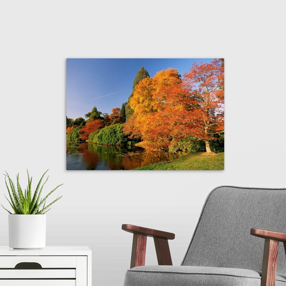 A modern room featuring Acer trees in autumn, Sheffield Park, Sussex, England, UK
