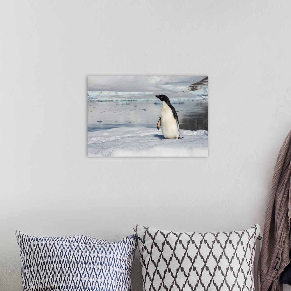 A bohemian room featuring Adelie penguin (Pygoscelis adeliae) colony in Hope Bay, Antarctica, Polar Regions