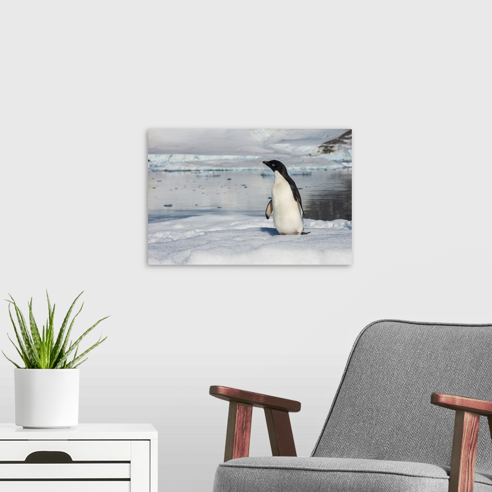A modern room featuring Adelie penguin (Pygoscelis adeliae) colony in Hope Bay, Antarctica, Polar Regions