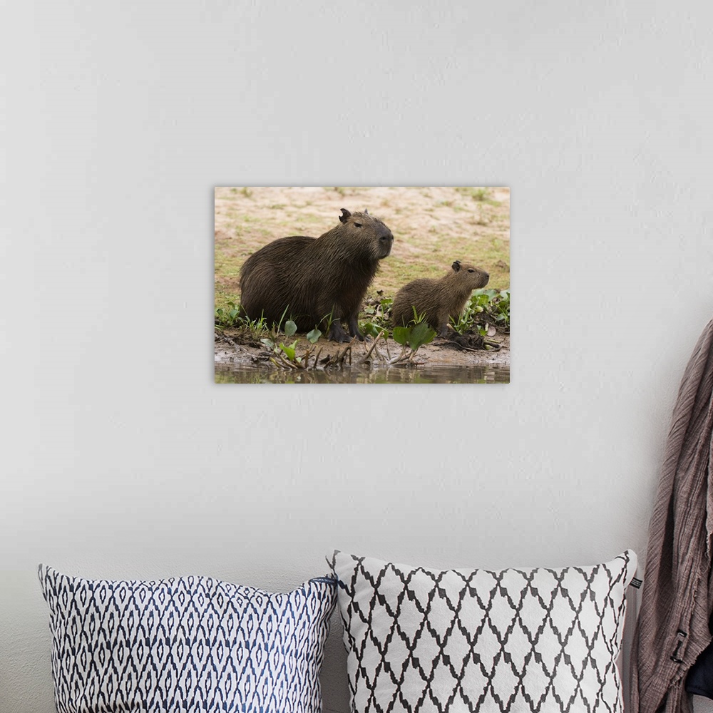 A bohemian room featuring Adult and young capybara on Cuiaba River bank, Pantanal, Mato Grosso, Brazil