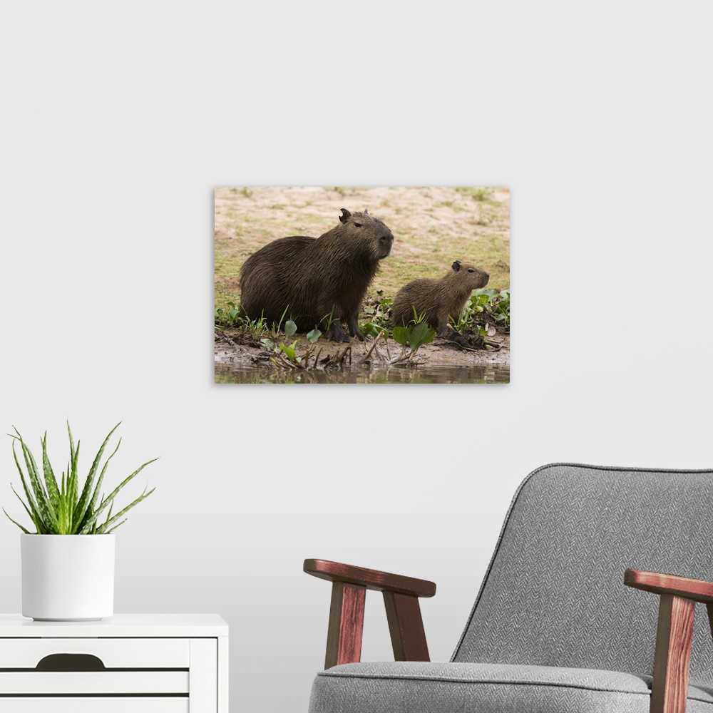 A modern room featuring Adult and young capybara on Cuiaba River bank, Pantanal, Mato Grosso, Brazil