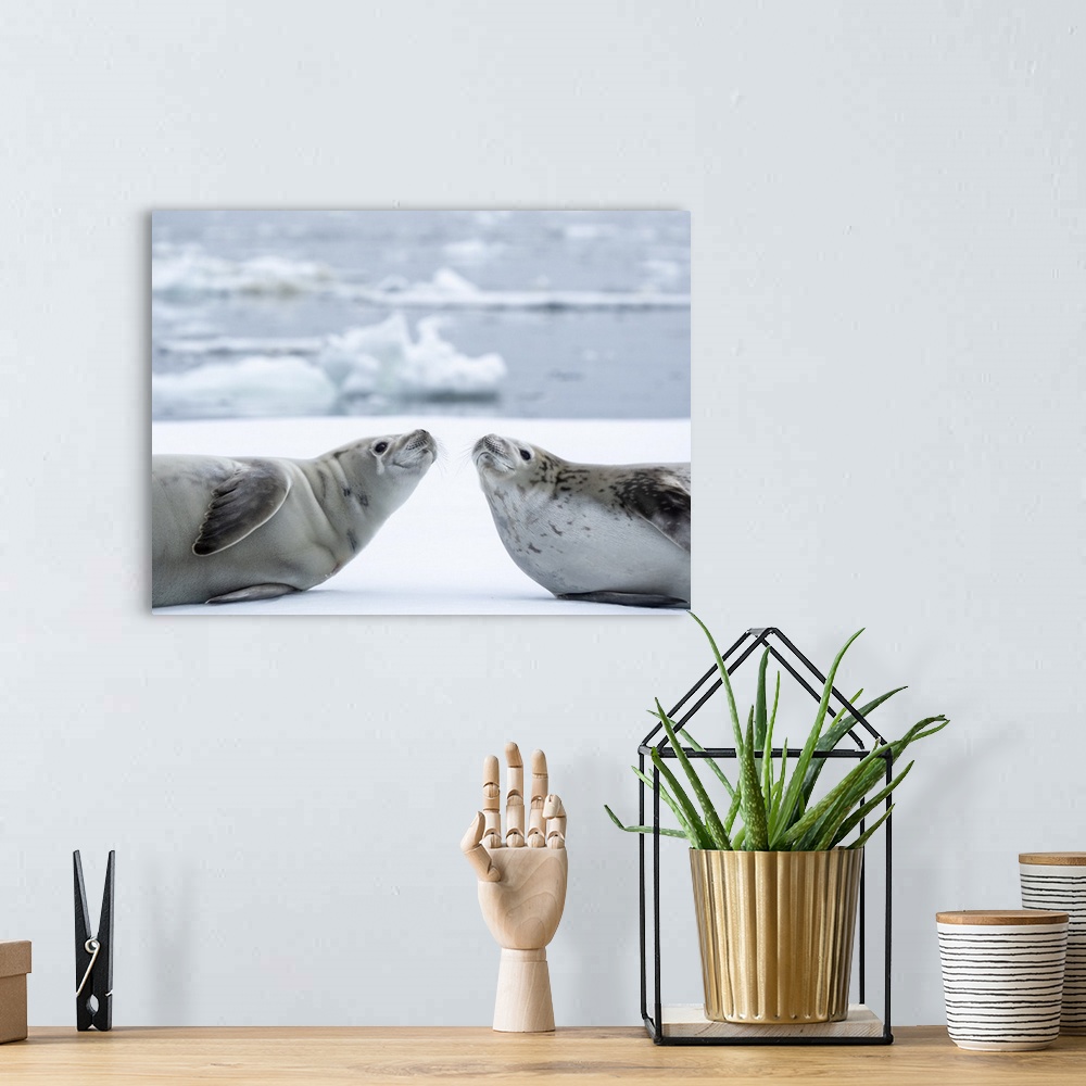 A bohemian room featuring Adult crabeater seals (Lobodon carcinophaga), on ice in the Bellingshausen Sea, Antarctica, Polar...