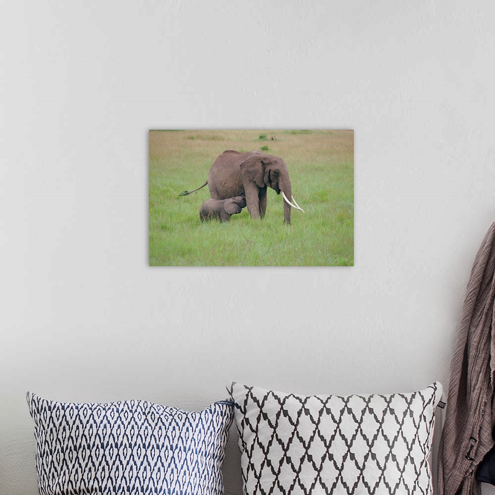 A bohemian room featuring Adult elephant and calf, Masai Mara, Kenya, Africa