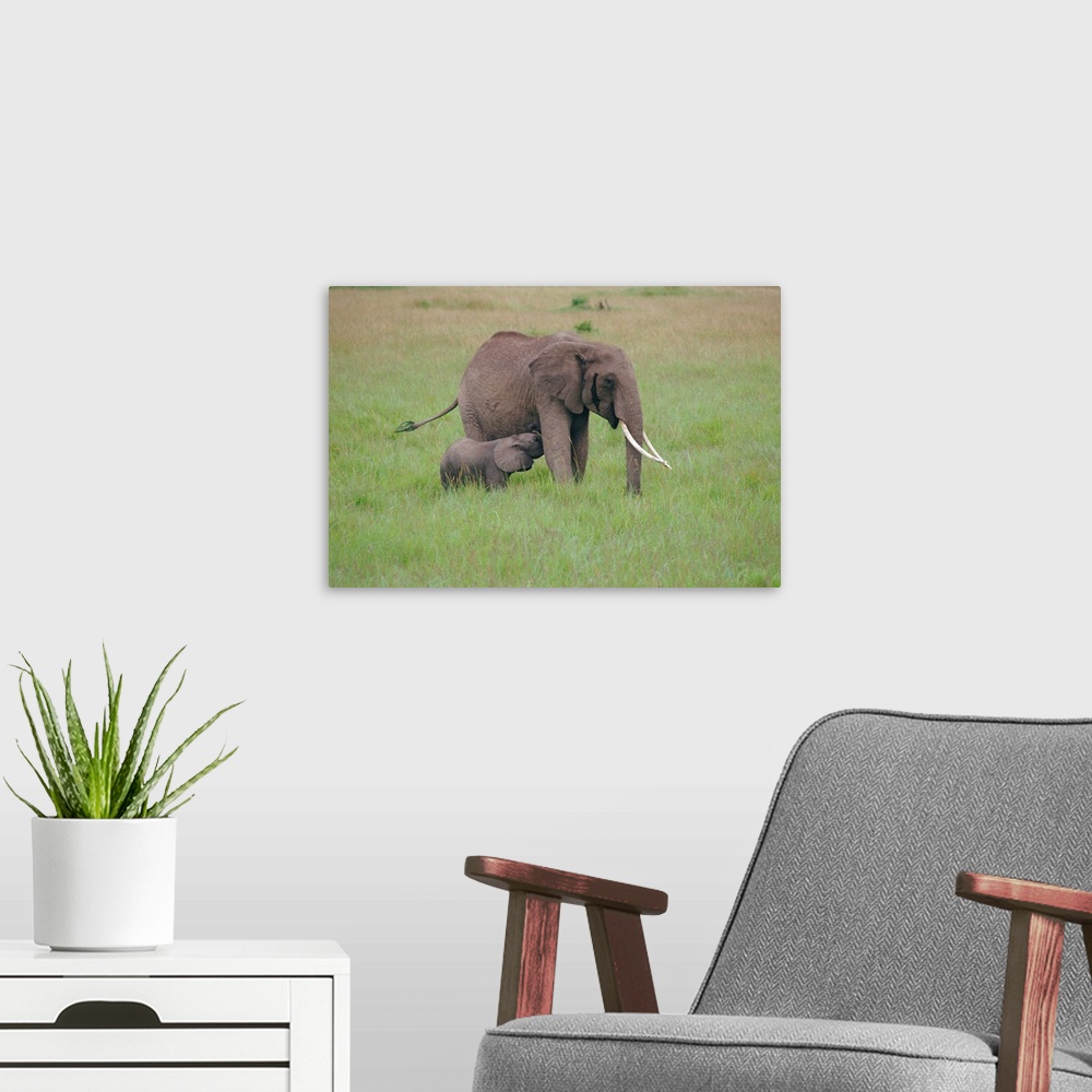 A modern room featuring Adult elephant and calf, Masai Mara, Kenya, Africa