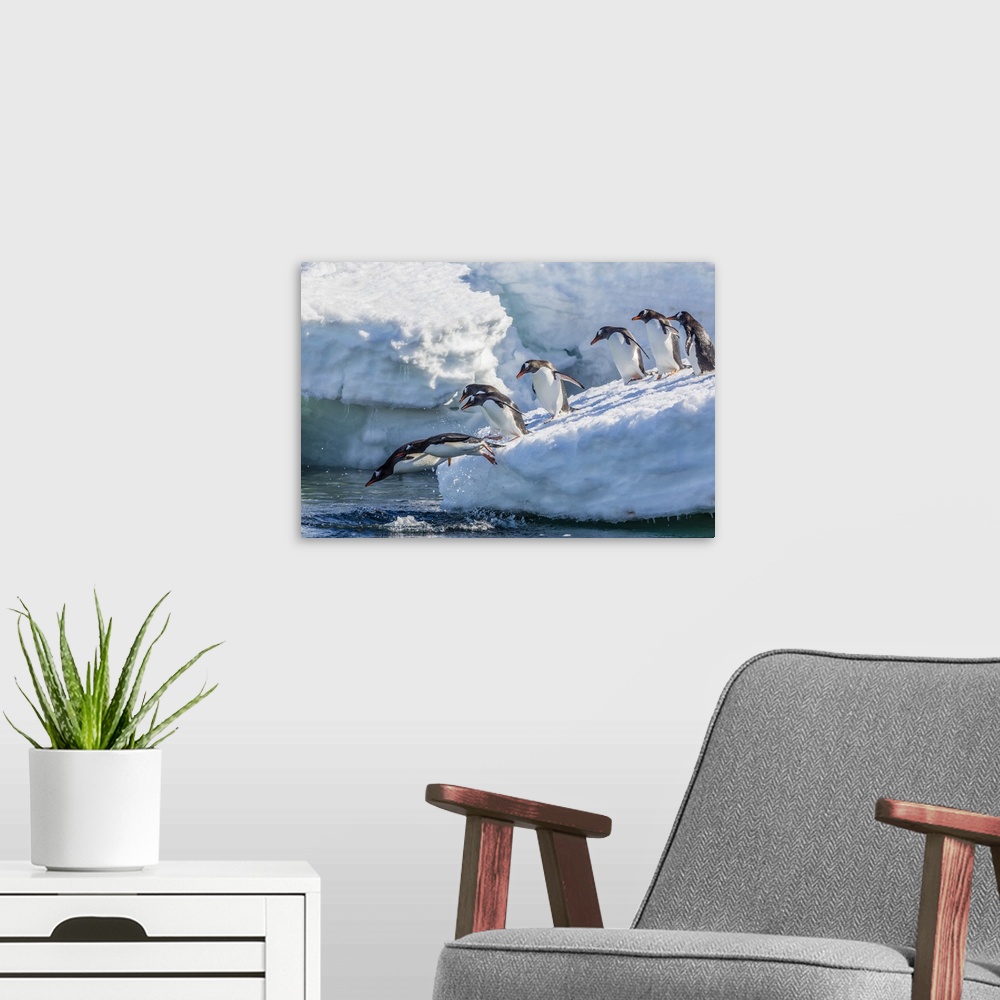 A modern room featuring Adult gentoo penguins (Pygoscelis papua) leaping into the sea in Mickelson Harbor, Antarctica, So...