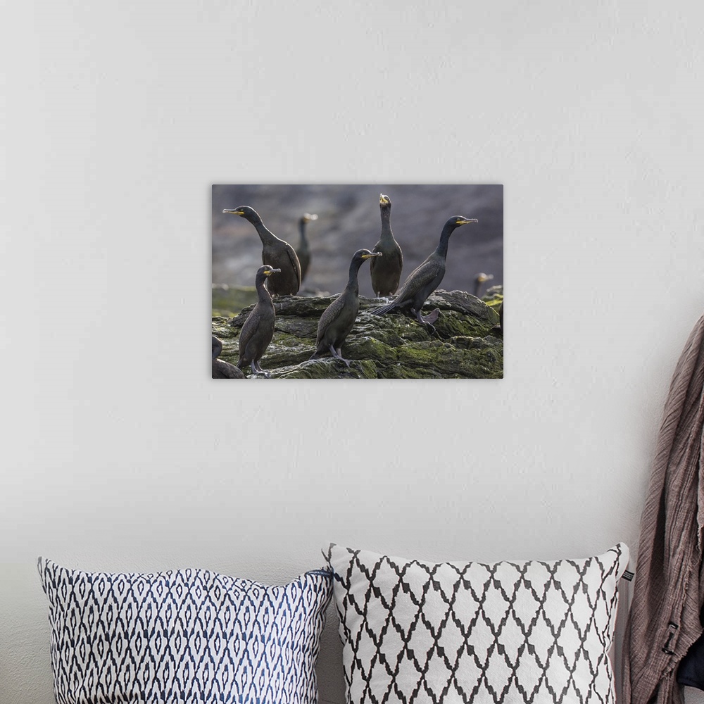 A bohemian room featuring Adult great cormorant, Foula Island, Shetland Islands, Scotland, UK