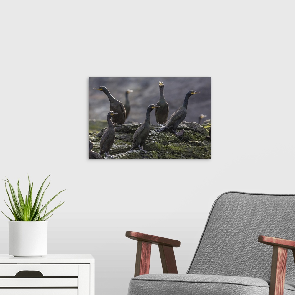 A modern room featuring Adult great cormorant, Foula Island, Shetland Islands, Scotland, UK