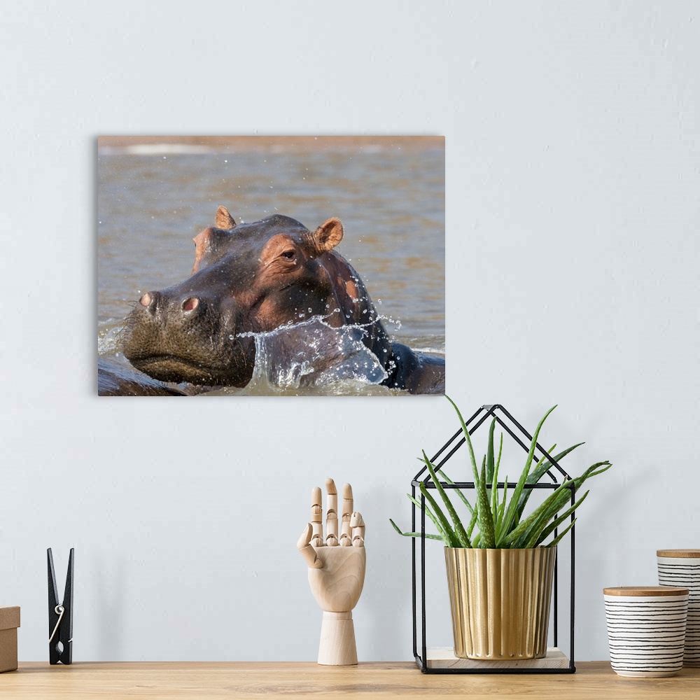 A bohemian room featuring Adult hippopotamus (Hippopotamus amphibius), bathing in Lake Kariba, Zimbabwe, Africa