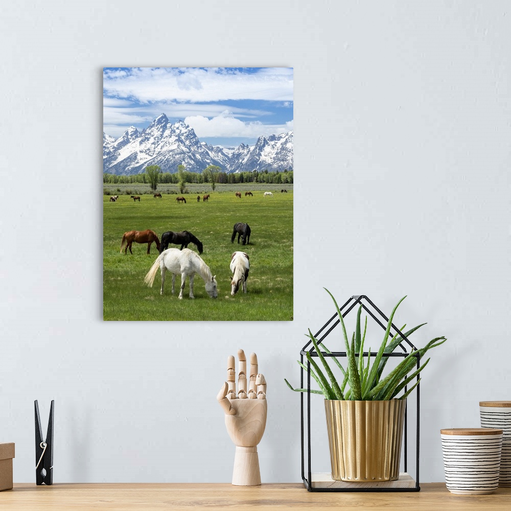 A bohemian room featuring Adult horses (Equus ferus caballus) grazing at the foot of the Grand Teton Mountains, Wyoming, Un...