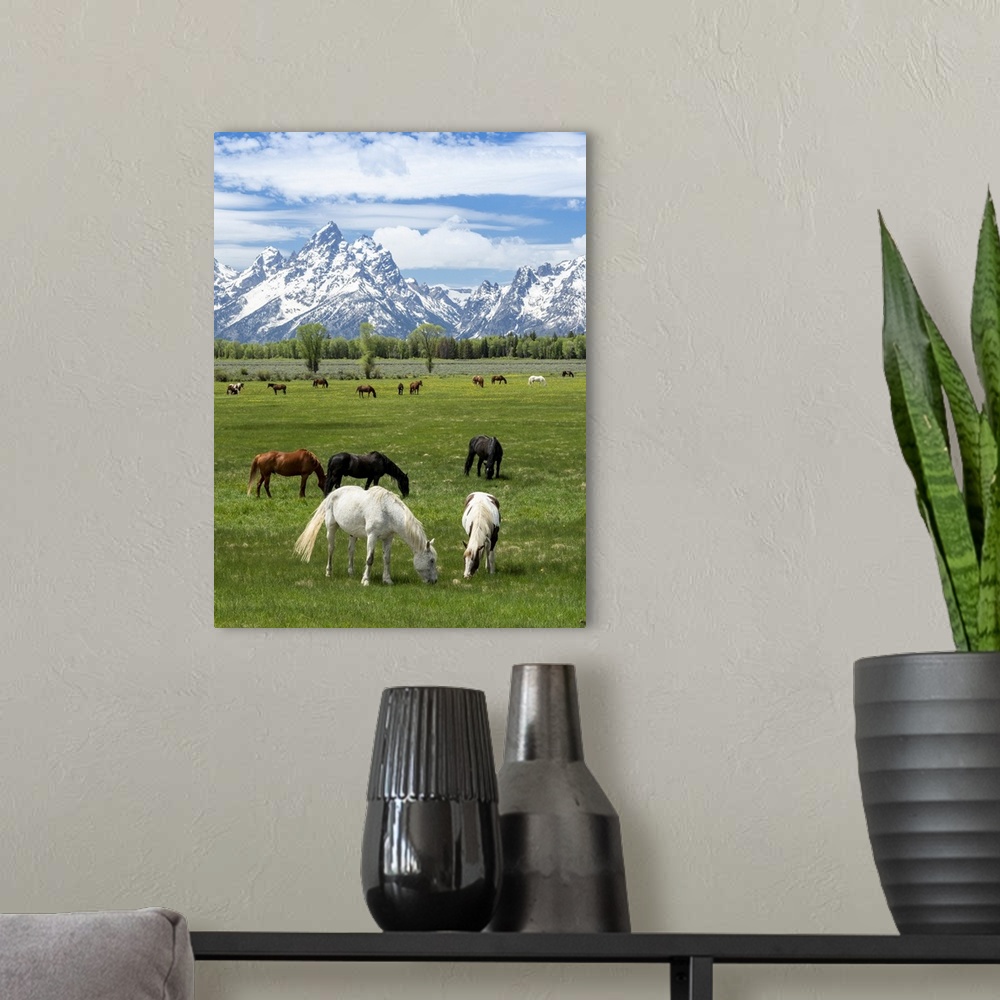 A modern room featuring Adult horses (Equus ferus caballus) grazing at the foot of the Grand Teton Mountains, Wyoming, Un...