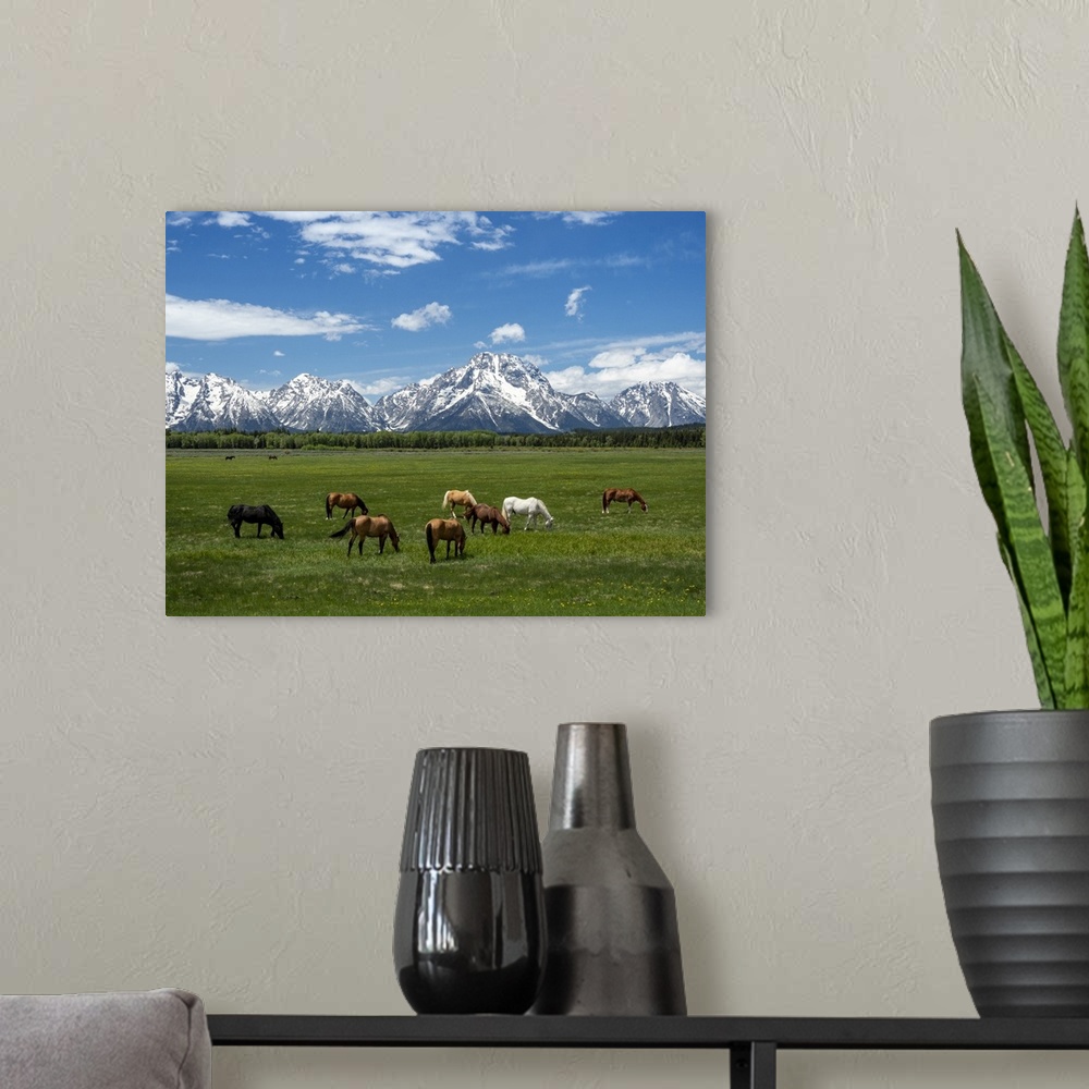 A modern room featuring Adult horses (Equus ferus caballus), grazing at the foot of the Grand Teton Mountains, Wyoming, U...