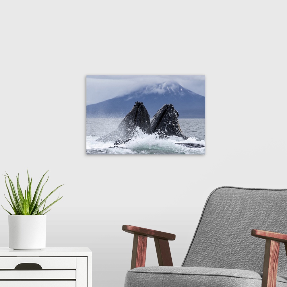 A modern room featuring Adult humpback whales (Megaptera novaeangliae), bubble-net feeding in Sitka Sound, Southeast Alas...