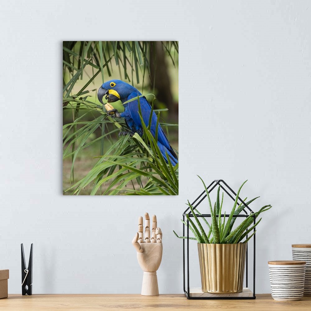 A bohemian room featuring Adult hyacinth macaw (Anodorhynchus hyacinthinus), in a tree on the Rio Pixaim, Mata Grosso, Pant...