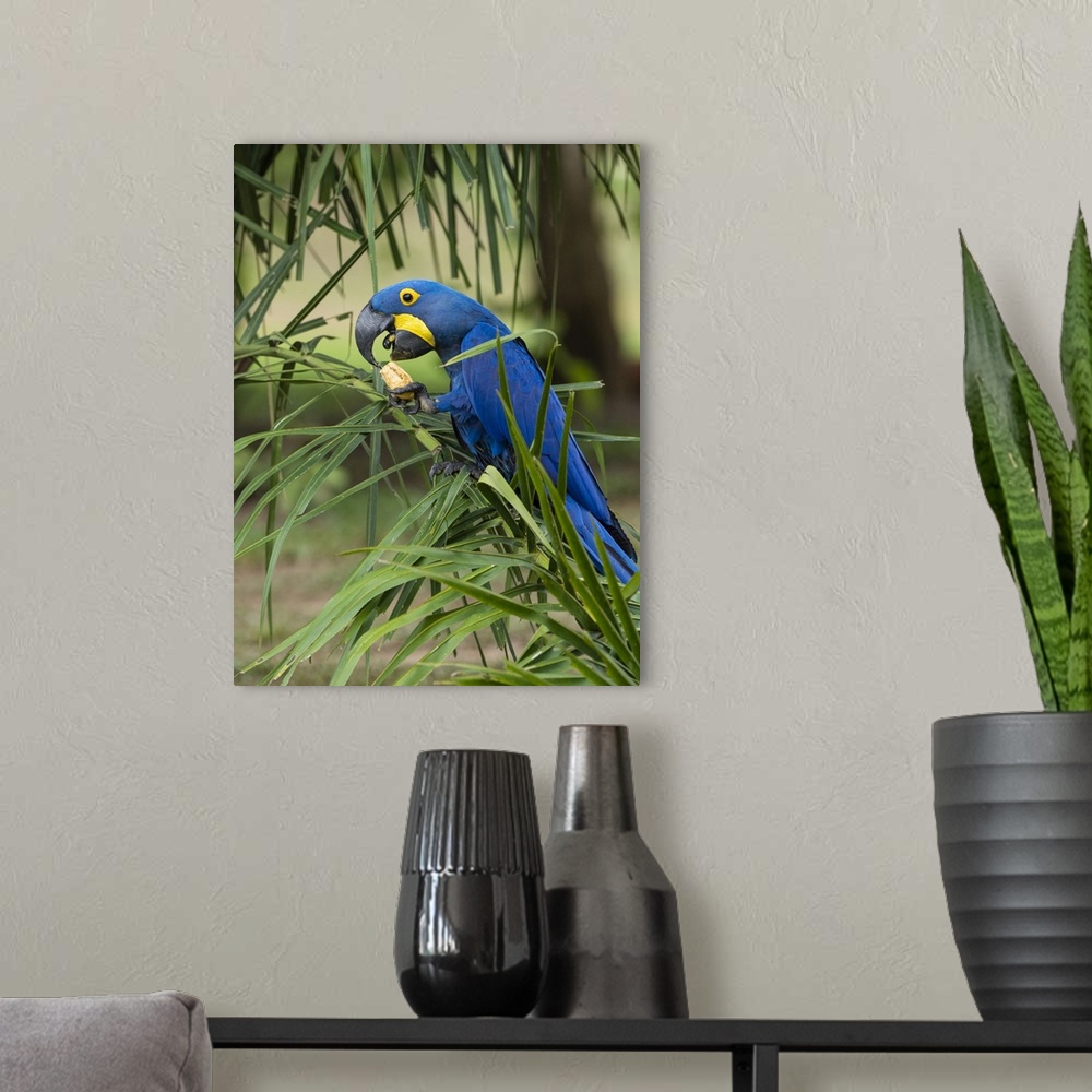 A modern room featuring Adult hyacinth macaw (Anodorhynchus hyacinthinus), in a tree on the Rio Pixaim, Mata Grosso, Pant...