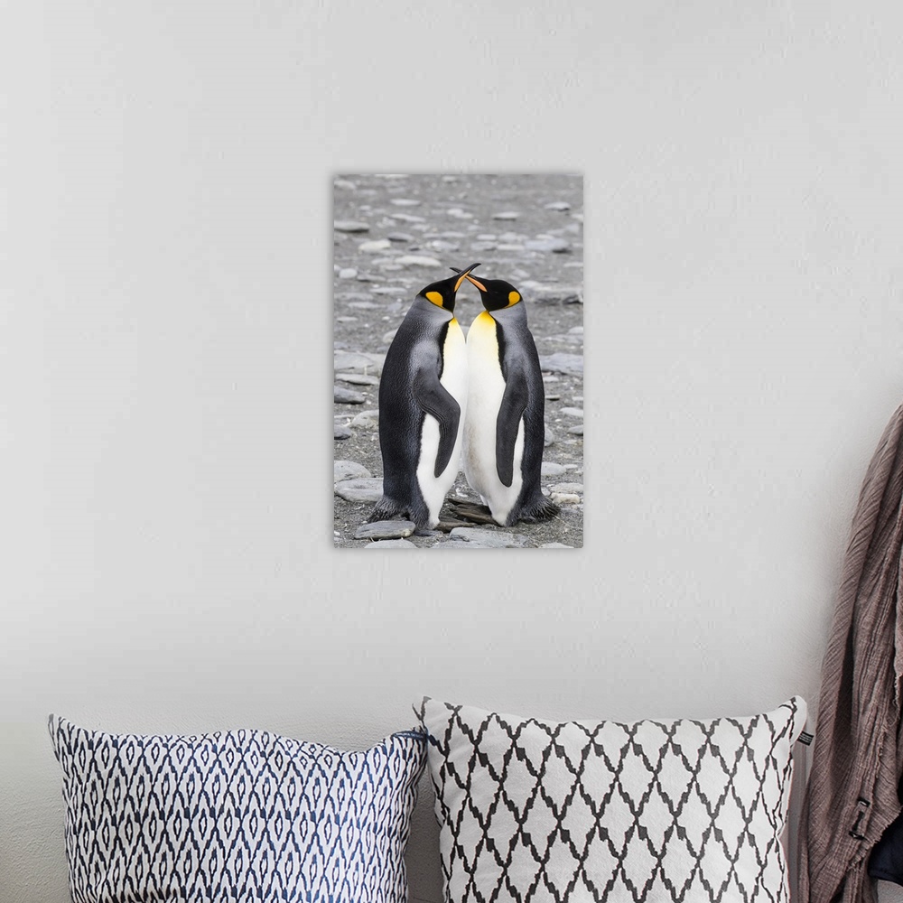 A bohemian room featuring Adult king penguin pair (Aptenodytes patagonicus) at breeding colony at Gold Harbor, South Georgi...