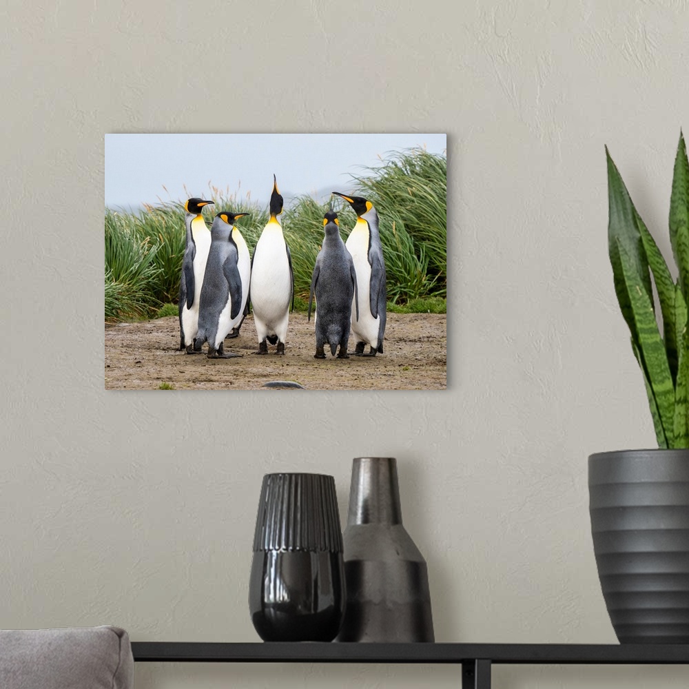 A modern room featuring Adult king penguins (Aptenodytes patagonicus), in courtship display at Salisbury Plain, South Geo...
