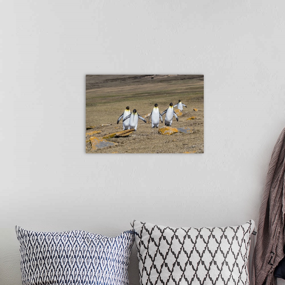 A bohemian room featuring Adult king penguins (Aptenodytes patagonicus) on the grassy slopes of Saunders Island, Falkland i...