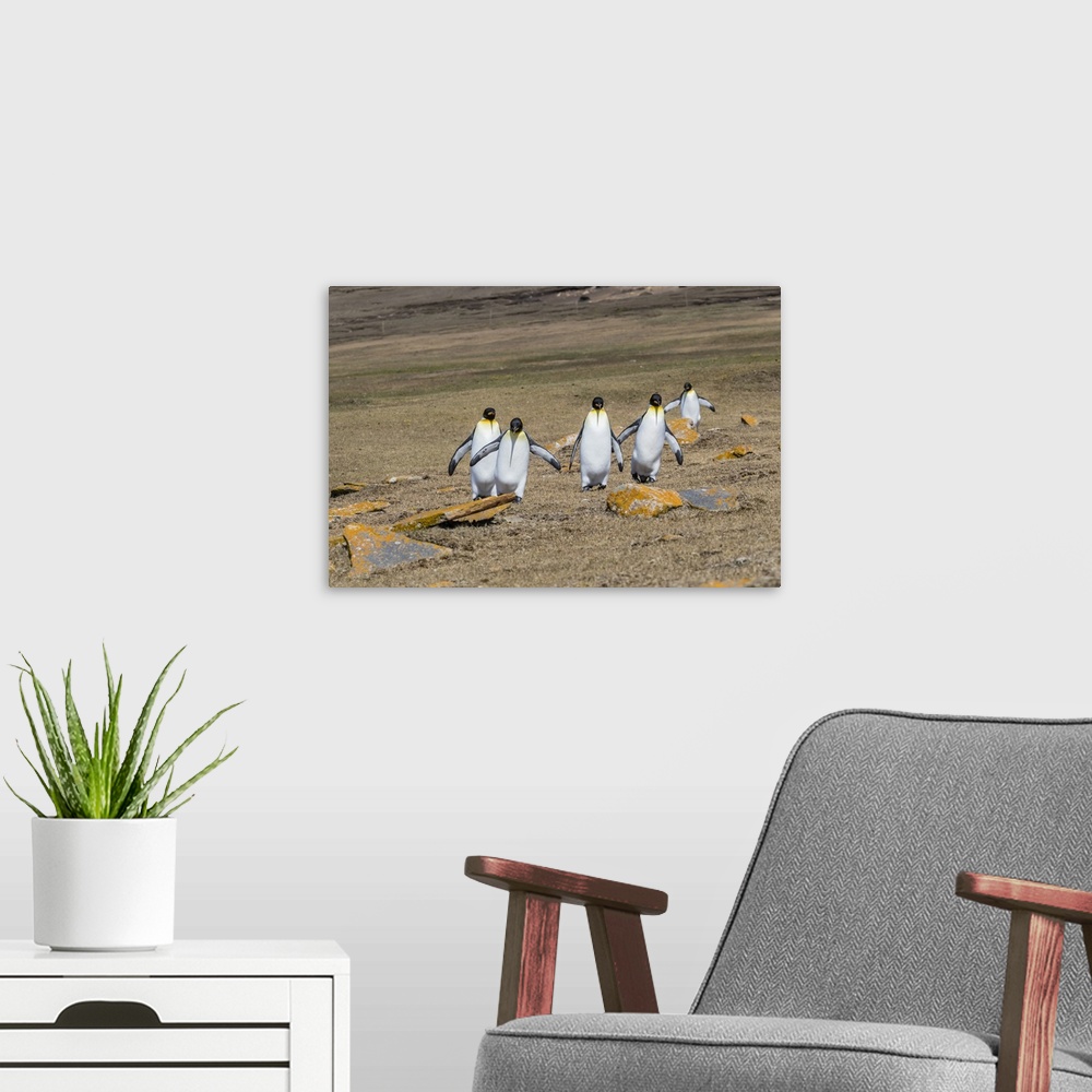 A modern room featuring Adult king penguins (Aptenodytes patagonicus) on the grassy slopes of Saunders Island, Falkland i...