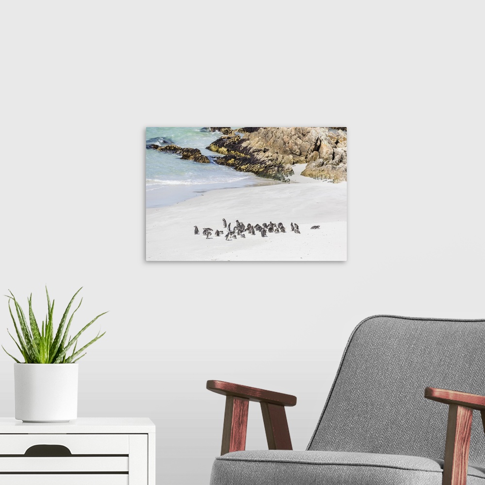 A modern room featuring Adult Magellanic penguins (Spheniscus magellanicus) on the beach at Gypsy Cove, East Island, Falk...