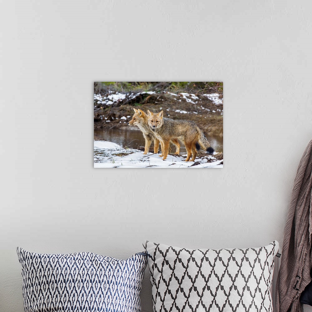 A bohemian room featuring Adult Patagonian red fox pair in La Pataya Bay, Beagle Channel, Argentina