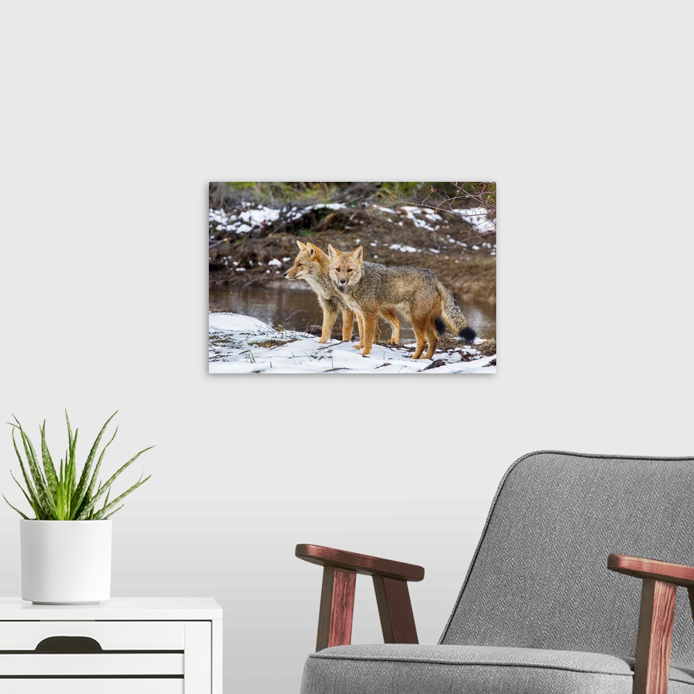 A modern room featuring Adult Patagonian red fox pair in La Pataya Bay, Beagle Channel, Argentina