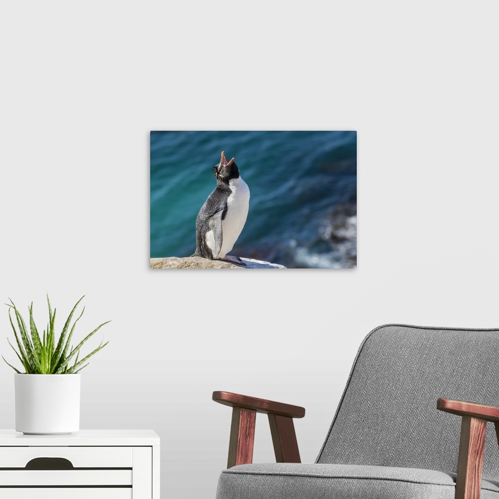 A modern room featuring Adult southern rockhopper penguin (Eudyptes chrysocome) at breeding colony on Saunders Island, Fa...
