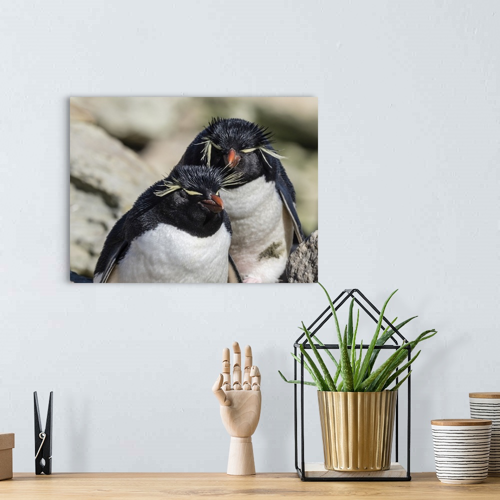A bohemian room featuring Adult southern rockhopper penguins (Eudyptes chrysocome) on New Island, Falkland Islands, South A...