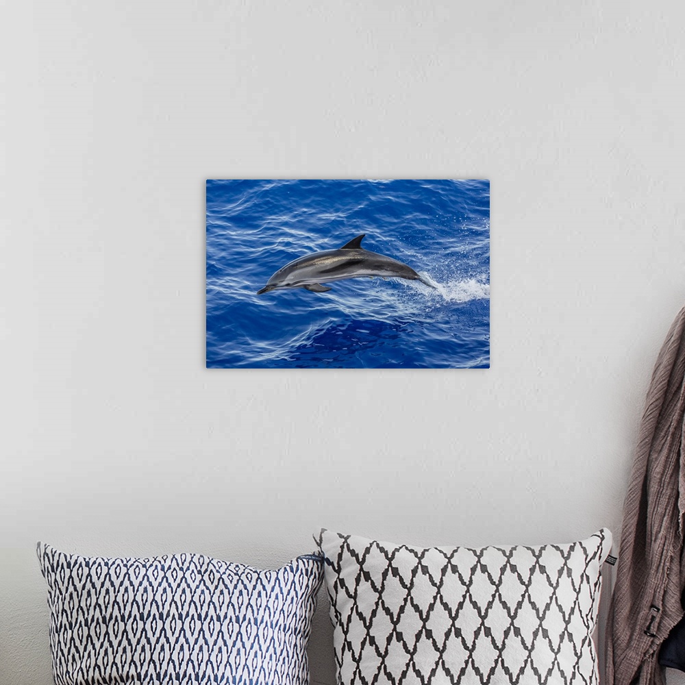A bohemian room featuring Adult striped dolphin (Stenella coeruleoalba) leaping near La Gomera, Canary Islands, Spain, Atla...